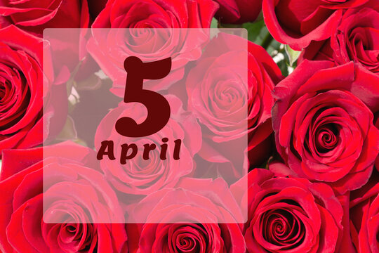 April 5th. Day of 5 month, calendar date. Natural background of red roses. A bouquet of dark red roses