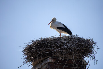 Storch auf dem Nest