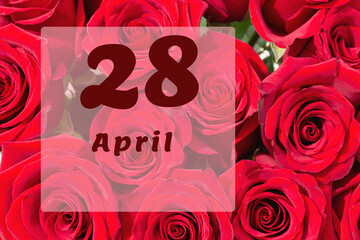 April 28th. Day of 28 month, calendar date. Natural background of red roses. A bouquet of dark red roses