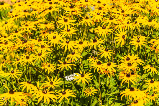 Yellow decorative flowers with white achilea flower on sunny day