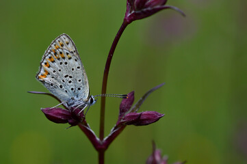 Small butterfly on a red campion flower in nature