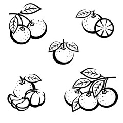 Mandarin set. Collection icons mandarin. Vector