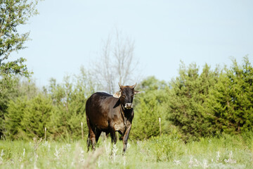 Brahman crossbred young beef cow with horns in summer Texas field.