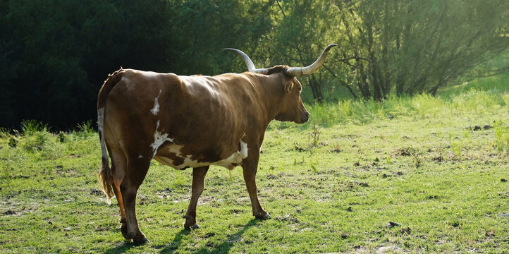 Texas Longhorn Cow Walking Away Into Sunshine Of Summer Landscape.