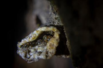 bees preparing to leave the hive