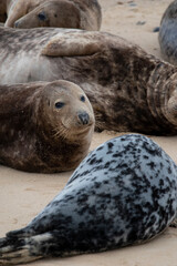 Grey seals at Horsey Gap in Norfolk