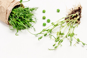 Pea sprouts with roots and soil