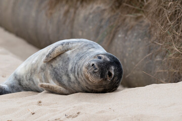 Adorable grey seal pup on the beach at Horsey Gap, Norfolk, during spring/winter 2021