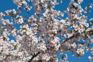 white with pink cherry blossom in spring