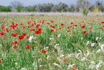 Red Floral Poppies in Field 