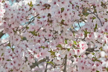 close up from blooming pink cherry blossom in march