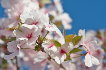 blossom from a sakura tree in the spring