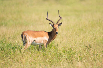 Naklejka na ściany i meble Male impala antelope in grass