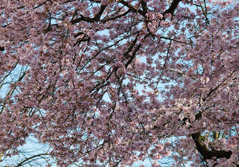 Fototapety  cherry blossom in spring