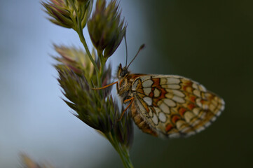 Boloria dia, Weaver's Fritillary butterly close up in nature