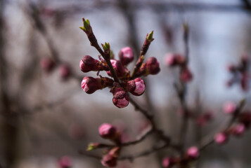 apricot tree begins to bloom