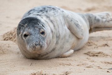 Adorable grey seal pup on the beach at Horsey Gap, Norfolk, during spring/winter 2021