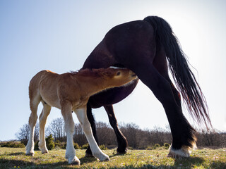 A foal suckling its mother in the South of France