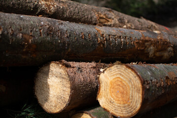 Close-up of a Stack of wood, freshly cut in a Forrest. Waiting to be transported.