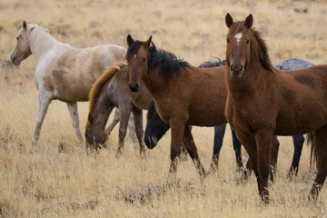 Foto op Canvas Wild Mustangs © Mark