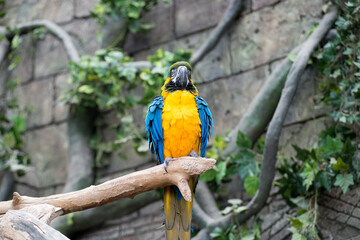 Pair of big parrot Macaw sitting on the branch. Ara, wildlife and rainforest exotic tropical birds.