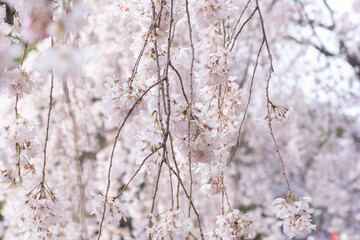 日本の枝垂れ桜