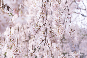日本の枝垂れ桜
