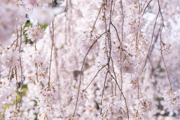 日本の枝垂れ桜