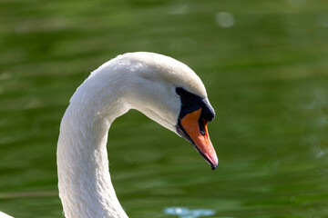 Fototapeta premium swan on the water