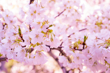 Obraz premium 朝日に照らされ輝く満開の桜