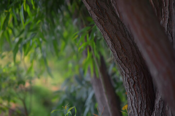 Beautiful Green Forest, Nature Trees, Brown Wood Branch Background and HD Wallpaper