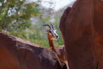 Deer in the zoo