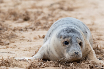 Adorable grey seal pup on the beach at Horsey Gap, Norfolk, during spring/winter 2021