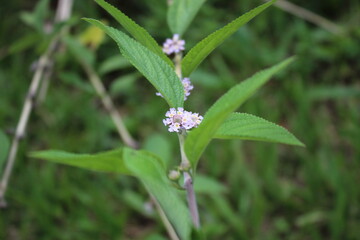 Planta de nome científico Lippia alba, erva rica em propriedades medicinais