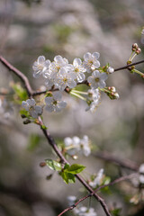 Prunus cerasus var. austera - Morello  cherry flowers on the tree