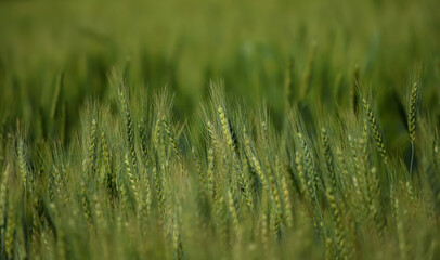 Wheat Crop, Wheat Grain, Wheat Plants, Wheat Leaf, Wheat Leaves High Quality Photography for Backgrounds and Wallpapers