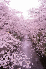 目黒川沿いに咲く桜