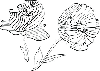 flowers line art, hand drawn illustration isolated on white background. Concept for logo, print, cards 