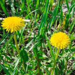 Yellow dandelion flowers with leaves in green grass, spring photo