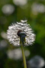 Seedhead of a Dandelion in spring