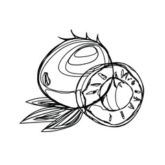 Fruits, exotic fruits, vegetarian - minimal thin line web icon set. Included the simple vector icons as mango, durian, rambutan, guava, tamarind, jackfruit. Outline icons collection.