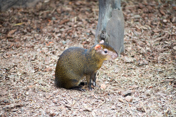 Guinea pig Brazilian sitting on the ground in zoo