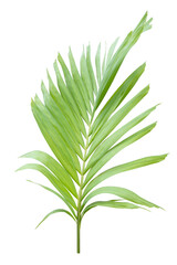 Green palm leaf isolated on white background