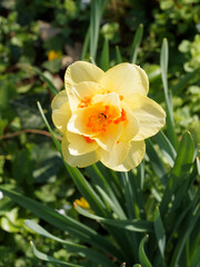 (Narcissus X hybridus) Narcisse à grande fleur double, aux pétales jaunes or, couronne...