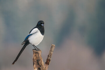Fototapeta premium Magpie ( Pica pica ) perched on a branch