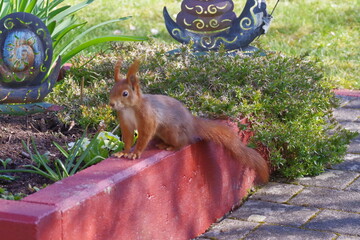 Eichörnchen