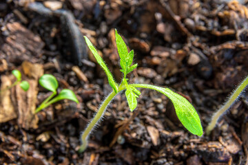 Tomato seedlings in plastic trays with potting soil. Plants formed a second true leaf