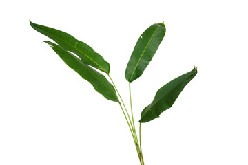 banana leaf, greenish home plant isolated on white background. botanical collection of wild and...