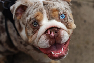 British bulldog Albino Cute Rare with Blue Eyes