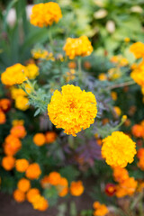 Gelenium autumn Helenium, Fuego planting and care in open ground. Summer landscape.